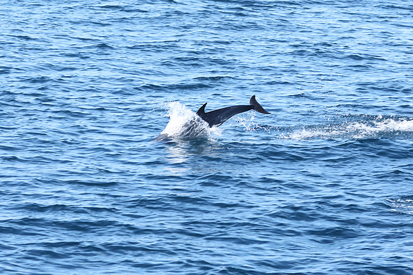 A humpback whale entirely out of the water after breeching