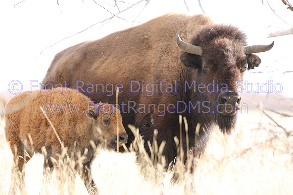 Bison mom and calf