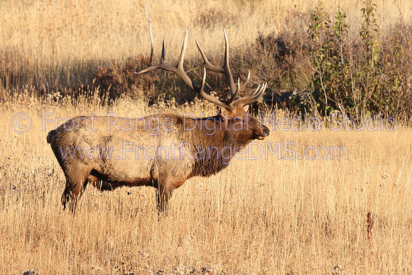 Elk Bull Moraine Park
