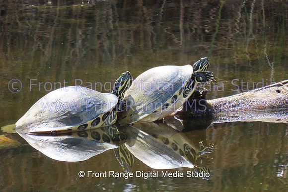 Two Turtles Reflecton MINWR 2026-02