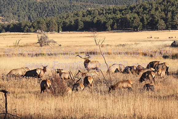 Elk Herd Morraine Park