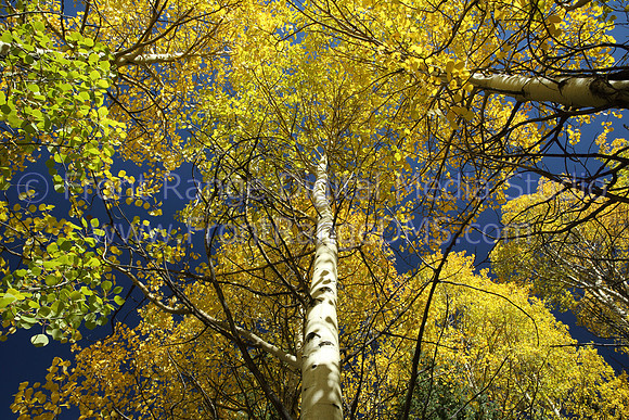 Fall Breck Aspen Sky, Breckenridge, Colorado