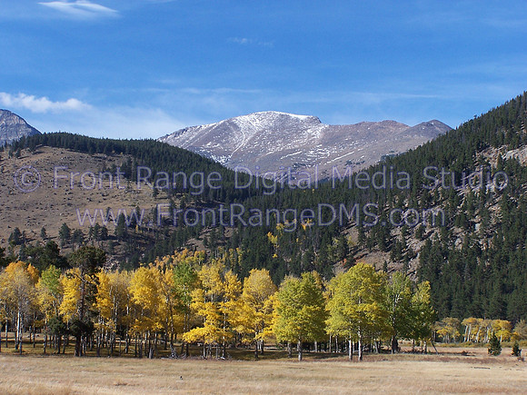 Aspen Meadow, Rocky Mountain National Park