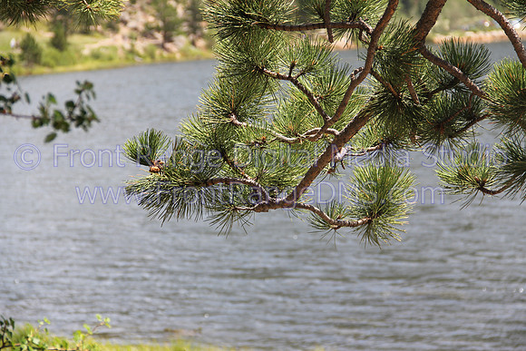 Branch Over Lily Lake, Estes Park, Colorado