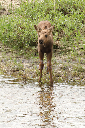 Baby Moose at Rocky Mountain National Park