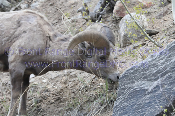 Bighorn Sheep Kissing Rock