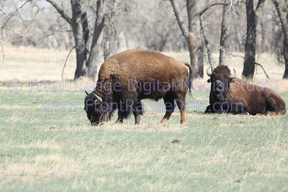 Bison Duo