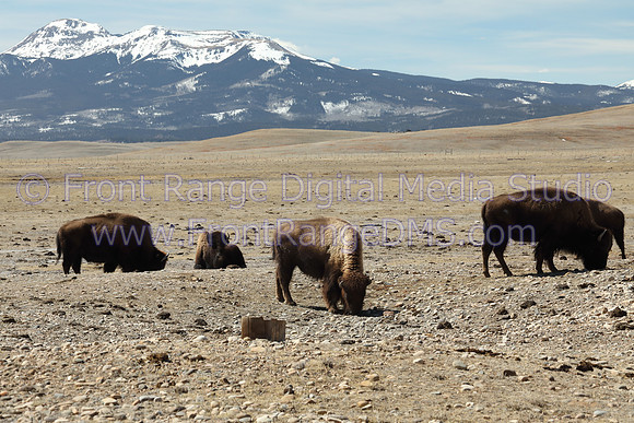Bison near Hartsell, Colorado