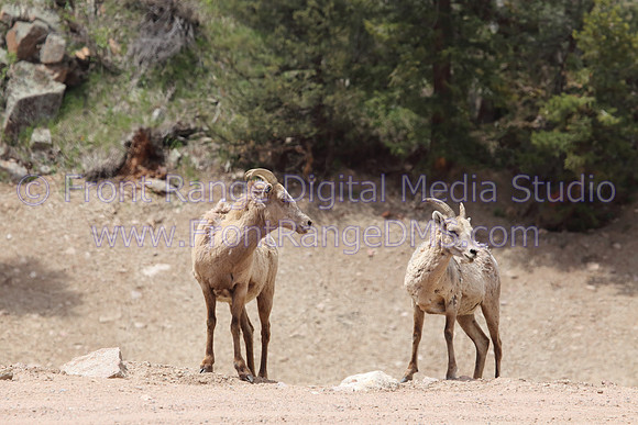 Buddy Sheep near Empire, Colorado