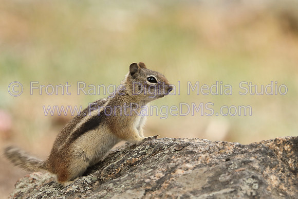 Chipmunk climbing a rock in the Rocky Mountain National Park