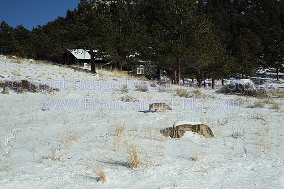 Coyote in front of a cabin at Rocky Mountain National Park