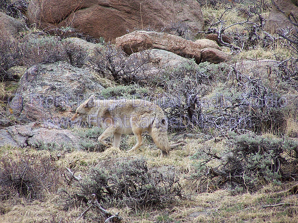 Coyote well camouflaged