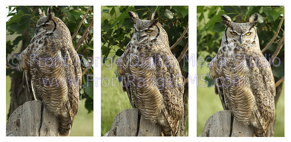 Great Horned Owl expressions. Contact Front Range for a framed print.
