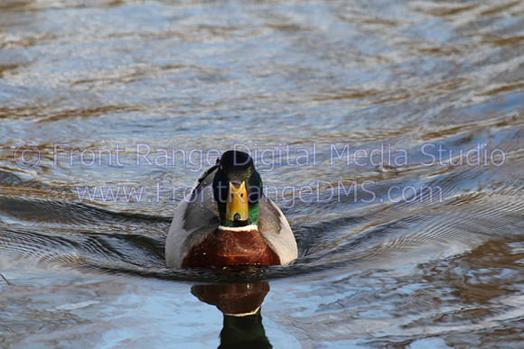 Mallard swimming towards camera, Boulder Creek, Colorado