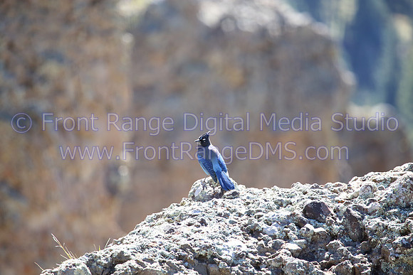 Mountain Jay by canon, southern Colorado