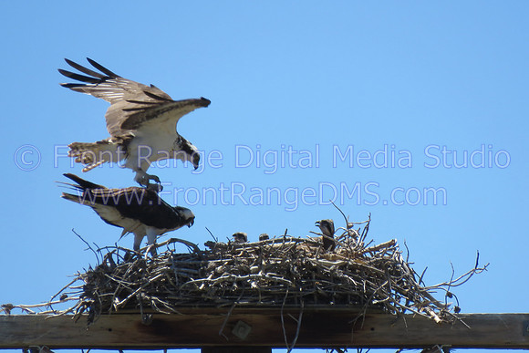 Osprey Family Dinner, taken at Granby, Colorado
