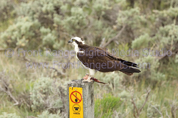 Osprey on post at Granby, Colorado