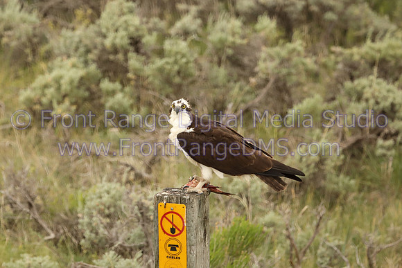 Osprey Looking taken at Granby, Colorado