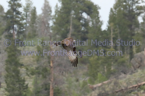 Osprey in Flight 2 near Grand Lake, Colorado