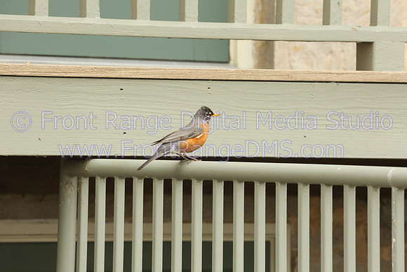 Robin on Fence, Barr Lake State Park, Colorado