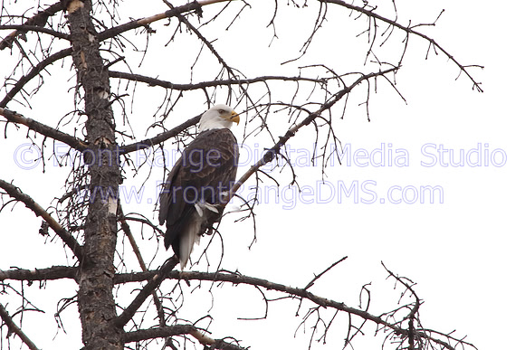 BaldEagle in tree. Sizes up to 16x20