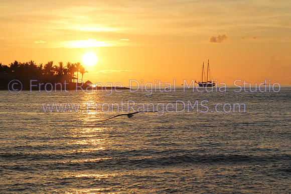 Bird In Sunset taken at Key West