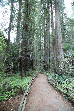 Muir Woods Path, San Francisco