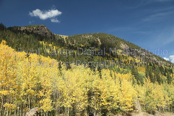 Boreas Pass Aspens, Breckenridge, Colorado