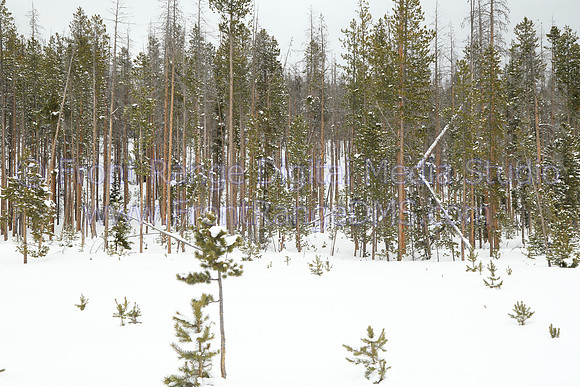 Bear Lake Road Winter Scene