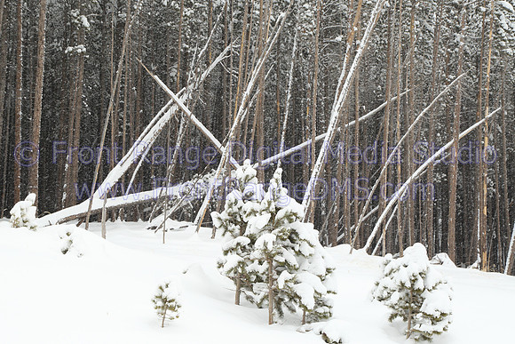 Fallen Trees West Side, Rocky Mountain National Park