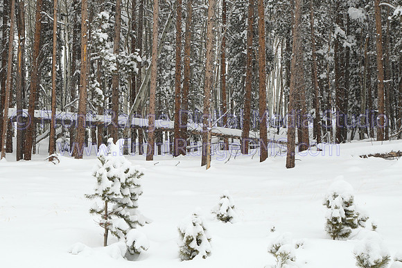 Fallen tree in snow