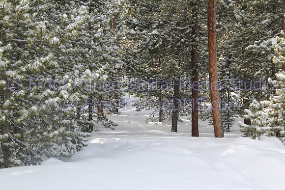 Path in snow