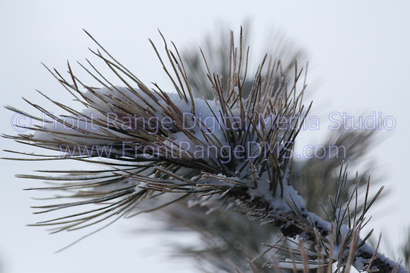 Pine branch with snow