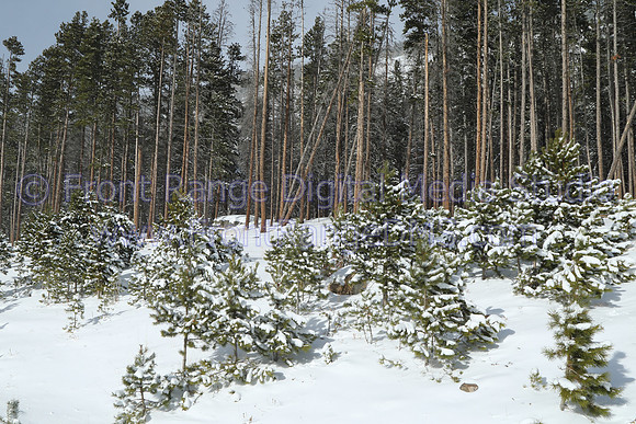 Snowy Hillside
