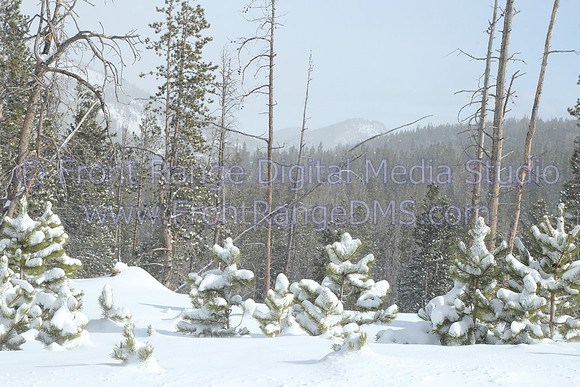 Small trees in deep snow