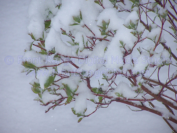 Snow in Bush
