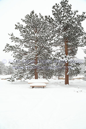 Snow Picnic Trees, Rocky Mountain National Park