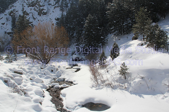 Tree creek in Snow