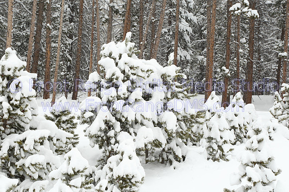Trees under a heavy snow