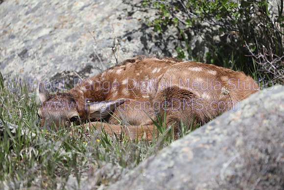 Baby elk resting in Rocky Mountain National Park