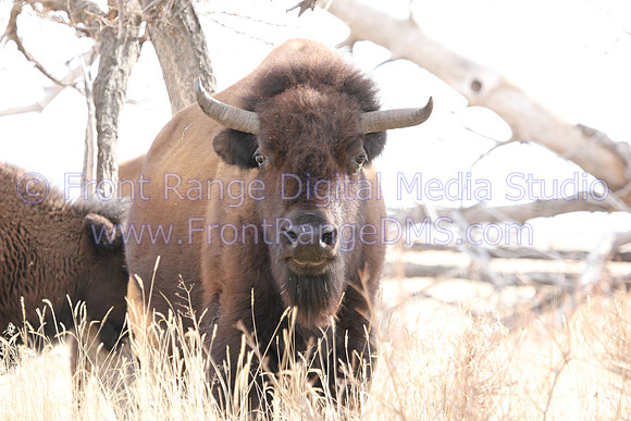 Bison Head On
