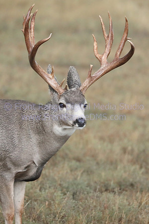 Deer buck portrait up close