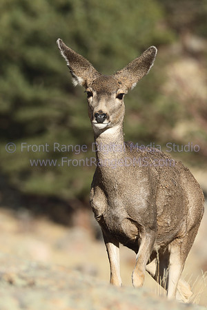 Mule deer on rock in the Rocky Mountain Arsenal