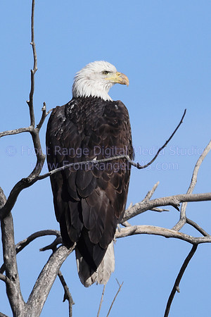 Bald Eagle from the back. Taken at Rocky Mountain Arsenal