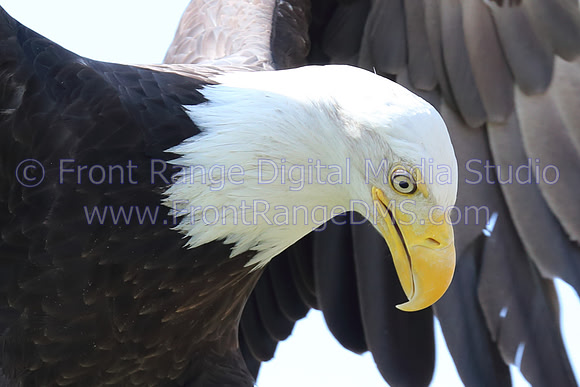 Bald Eagle head shot at Cherry Creek State Park, Denver