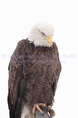Bald Eagle intensely staring, taken at the Rocky Mountain Arsenal