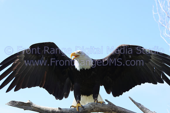 Bald Eagle with wings spread taken at Cherry Creek State Park in Denver