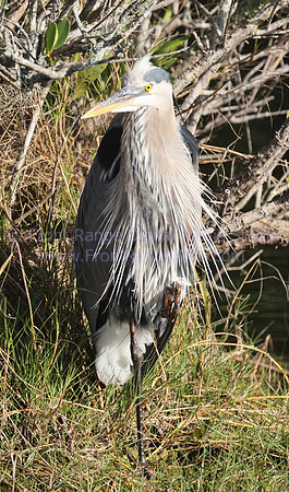 Great Heron at the Merritt Island Wildlife Preserve