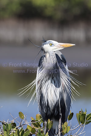 Great Heron at the Merritt Island Wildlife Preserve looking right