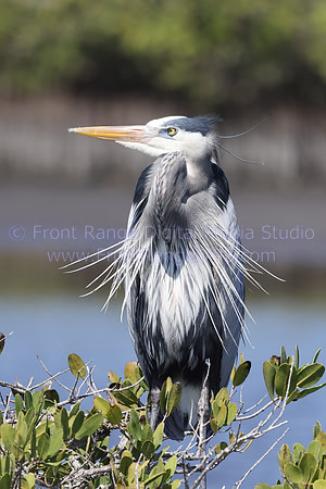 Great Heron at the Merritt Island Wildlife Preserve looking left